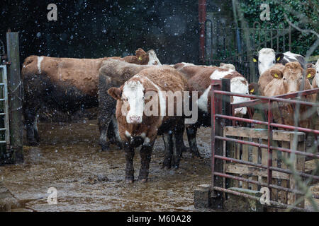 Schneefall in den Simmentaler Rinder außerhalb der Scheune in Kilmore, Kilcock, Co Meath, Irland stehend Stockfoto