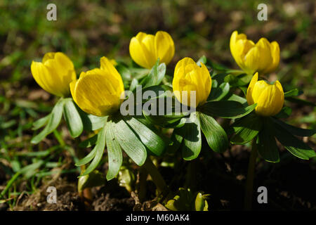 Erste Frühling Blumen, Ende Februar, Kelso alten Kirchhof Scottish Borders - Camas, Eranthis Hyemalis. Stockfoto