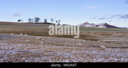 Scottish Borders im Februar leichter Schnee - Eildon Hills in der Nähe von ftom Whitlaw, mit Blick über Bowdenzüge Moor Stockfoto