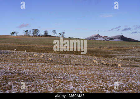 Scottish Borders im Februar leichter Schnee - Eildon Hills in der Nähe von ftom Whitlaw, mit Blick über Bowdenzüge Moor Stockfoto