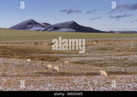 Scottish Borders im Februar leichter Schnee - Eildon Hills in der Nähe von ftom Whitlaw, mit Blick über Bowdenzüge Moor Stockfoto