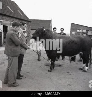 1950, historische, außerhalb in einem Bauernhof, einem Lehrer an einer landwirtschaftlichen Schule, die durch eine Kette einer großen Stier, die durch eine Reihe von landwirtschaftlichen Studenten, England, Großbritannien beobachtet. In den Nachkriegsjahren in Großbritannien weiterhin mit Essen Rationierung, gab es einen besonderen Schwerpunkt auf die Ausbildung junger Menschen über Landwirtschaft, Landwirtschaft und Nahrungsmittelproduktion. Stockfoto