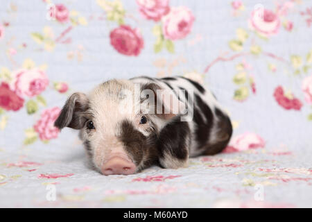 Hausschwein, Turopolje x?. Ferkel (1 Woche alt) liegen. Studio Bild vor einem blauen Hintergrund mit Rose Blume drucken. Deutschland Stockfoto