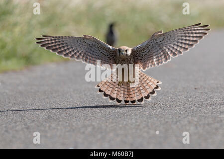 Turmfalke (Falco tinnunculus). Kinder jagen Insekten. Deutschland.. Stockfoto