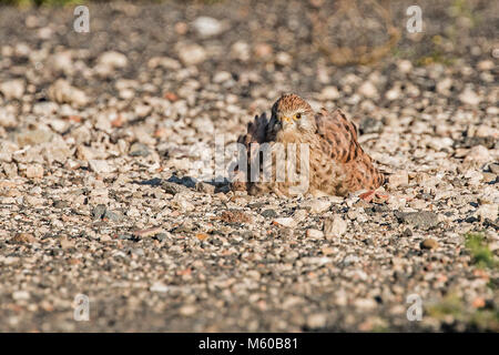 Turmfalke (Falco tinnunculus). Weibliche eine sandbath. Deutschland.. Stockfoto