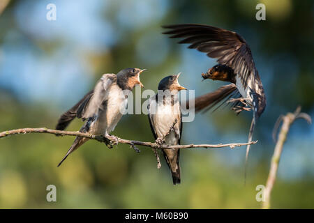 Rauchschwalbe (Hirundo rustica). Eltern füttern die Küken. Deutschland Stockfoto