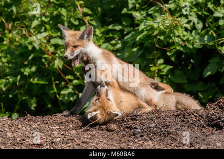 Red Fox (Vulpes vulpes). Zwei Sätze zu spielen. Berlin, Deutschland Stockfoto