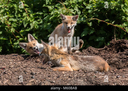 Red Fox (Vulpes vulpes). Erschöpfte Mutter spielt mit Kits. Berlin, Deutschland Stockfoto