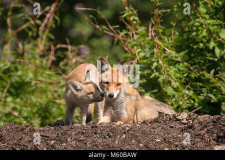 Red Fox (Vulpes vulpes). Erschöpfte Mutter spielt mit Kit. Berlin, Deutschland Stockfoto