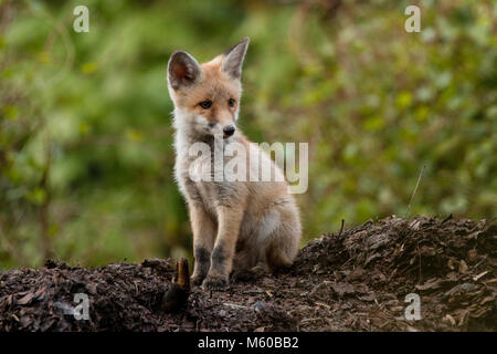 Red Fox (Vulpes vulpes). Wenige Wochen alten Kit neben den. Berlin, Deutschland Stockfoto