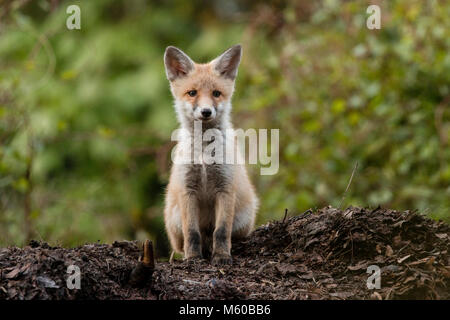 Red Fox (Vulpes vulpes). Wenige Wochen alten Kit neben den. Berlin, Deutschland Stockfoto