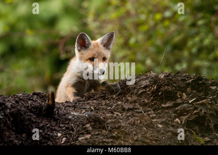 Red Fox (Vulpes vulpes). Wenige Wochen alten Kit neben den. Berlin, Deutschland Stockfoto