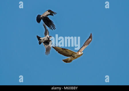 Nebelkrähe (Corvus corone cornix, Corvus cornix). Paar Mobbing ein Mäusebussard (Buteo buteo). Deutschland Stockfoto