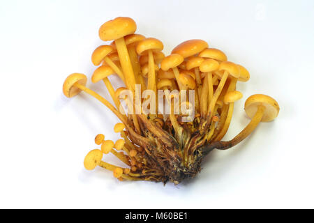 Velvet Schaft, Winter Pilz (Flammulina velutipes). Obst stellen. Studio Bild vor einem weißen Hintergrund. Deutschland Stockfoto