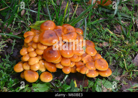 Velvet Schaft, Winter Pilz (Flammulina velutipes). Obst stellen auf den Waldboden. Deutschland Stockfoto