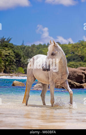 Seychellen Pony. Grau nach Wandern im Meer. Seychellen Stockfoto