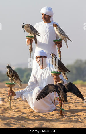Saker Falcon (Falco cherrug). Zwei Falkner mit fünf ausgebildete Vögel auf ihre Bausteine. Abu Dhabi Stockfoto