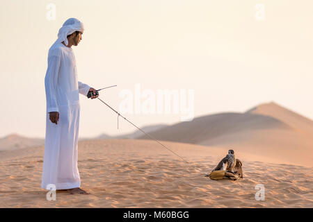 Saker Falcon (Falco cherrug). Falconer Fliegen ein Falke in der Wüste. Abu Dhabi Stockfoto