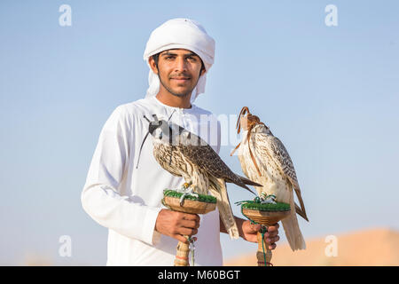 Saker Falcon (Falco cherrug). Falconer eine ausgebildete Vögel auf ihre Bausteine. Abu Dhabi Stockfoto