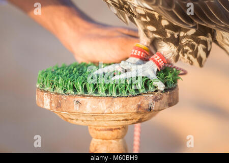 Saker Falcon (Falco cherrug). Ausgebildete Vogel auf Block, in der Nähe von feetAbu Dhabi Stockfoto