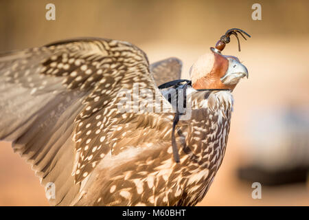 Saker Falcon (Falco cherrug). Portrait von ausgebildeten Vogel mit Kapuze. Abu Dhabi Stockfoto