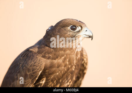 Saker Falcon (Falco cherrug), Portrait von Erwachsenen. Abu Dhabi Stockfoto