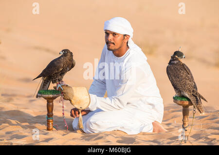 Saker Falcon (Falco cherrug). Falconer interessieren für ausgebildete Vögel auf ihre Bausteine in der Wüste. Abu Dhabi Stockfoto