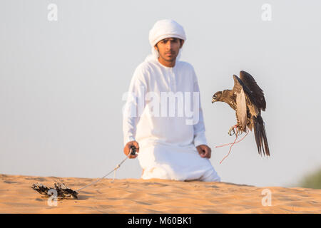 Saker Falcon (Falco cherrug). Falconer Fliegen ein Falke in der Wüste. Abu Dhabi Stockfoto