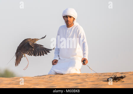 Saker Falcon (Falco cherrug). Falconer Fliegen ein Falke in der Wüste. Abu Dhabi Stockfoto