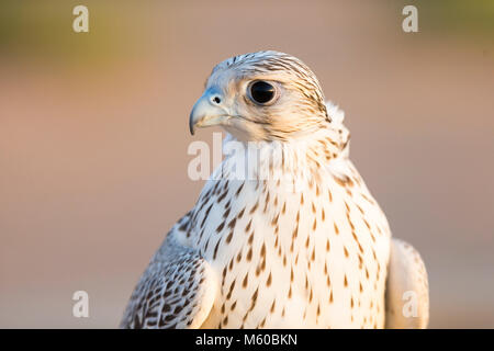 Saker Falcon (Falco cherrug), Portrait von Erwachsenen. Abu Dhabi Stockfoto