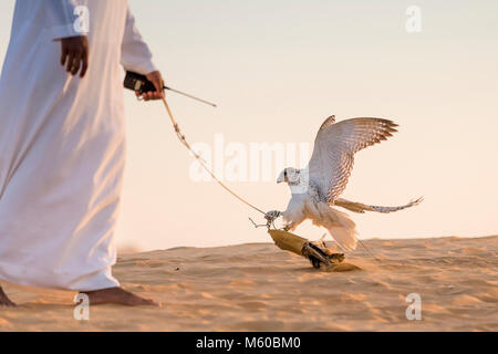 Saker Falcon (Falco cherrug). Falconer Ausbildung Falcon in der Wüste. Abu Dhabi Stockfoto