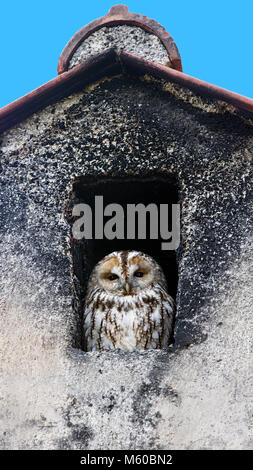 Waldkauz (Strix aluco) in einem alten Schornstein thront. Österreich Stockfoto