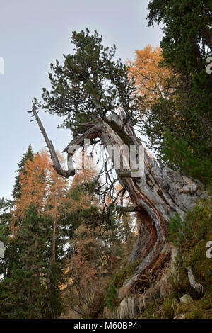 Alte - Wachstum Wald mit Lärchen und Kiefern (Pinus cembra) im Herbst. Samnaun Alpen, Tirol, Österreich Stockfoto