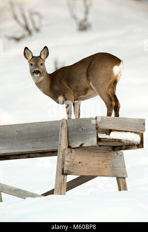 Reh (Capreolus capreolus). Weibchen auf der Fütterung im Winter. Österreich Stockfoto