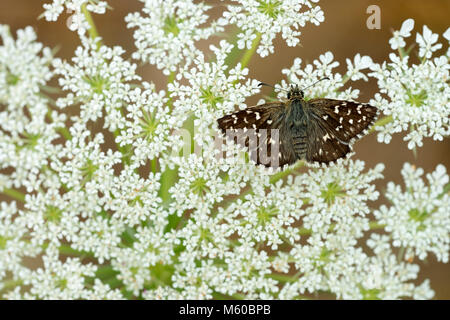 Malvae grizzled Skipper (Schmetterling). Schmetterling auf weiße Blumen, Österreich Stockfoto