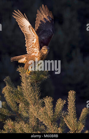 Mäusebussard (Buteo buteo), die von einem Kiefernwald. Österreich Stockfoto