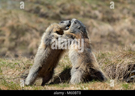 Alpine Murmeltier (Marmota marmota). Zwei Personen kämpfen. Kärnten, Österreich Stockfoto