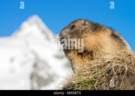 Alpine Murmeltier (Marmota marmota). Erwachsenen mit der Berge Großglockner im Hintergrund, den höchsten Berg von Österreich Stockfoto