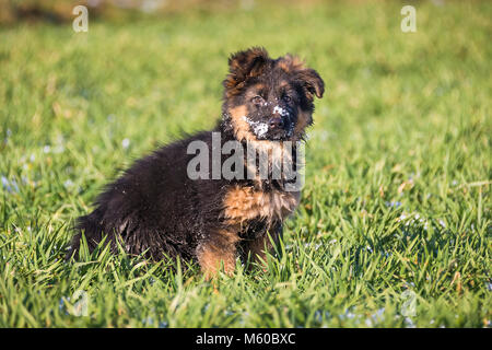 Deutscher Schäferhund. Langhaarige Welpen sitzen auf einer Wiese im Frühling, mit Schnee auf seine Schnauze. Deutschland Stockfoto