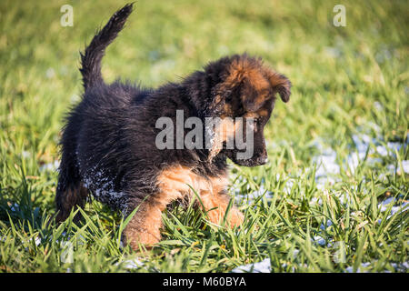 Deutscher Schäferhund. Langhaarige Welpen stehen auf einer Wiese im Frühjahr, etwas im Gras. Deutschland Stockfoto