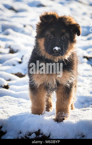 Deutscher Schäferhund. Langhaarige Welpen im Schnee. Deutschland Stockfoto