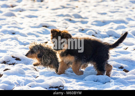 Deutscher Schäferhund. Langhaarige Welpen und Wire-haired Dackel Wandern im Schnee. Deutschland Stockfoto