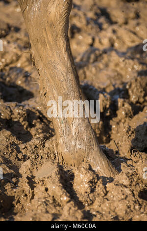 Inländische Pferd. Pferd in einem schlammigen Koppel, close-up der Leg. Deutschland Stockfoto