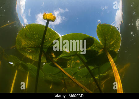 Gelbe Teich Lily, Yellow Water Lily (Nuphar lutea), blühende Pflanze gesehen von unten. Deutschland Stockfoto