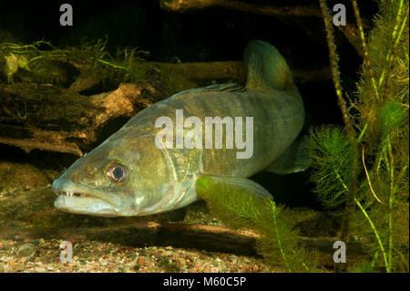 Zander, Zander (Stizostedion lucioperca, Sander lucioperca) unter Wasser. Deutschland Stockfoto