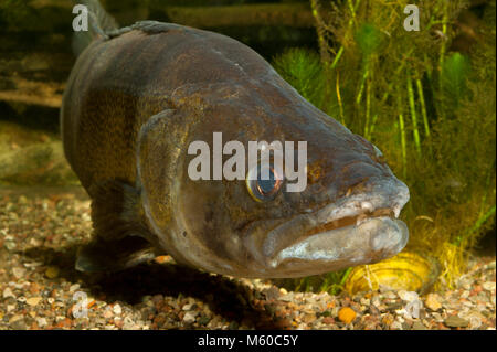 Zander, Zander (Stizostedion lucioperca, Sander lucioperca) unter Wasser. Deutschland Stockfoto