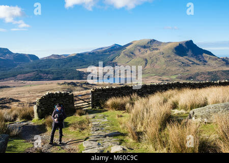 Weibliche Wanderer Wandern auf Rhyd Ddu Pfad auf den unteren Hängen des Snowdon mit Blick auf Nantlle Ridge in Snowdonia National Park. Rhyd Ddu Gwynedd North Wales UK Stockfoto