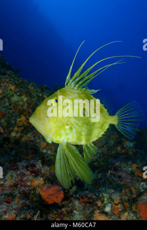 John Dory (Zeus Faber) unter Wasser. Kroatien Stockfoto