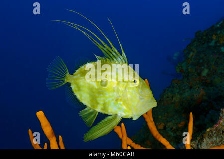 John Dory (Zeus Faber) unter Wasser. Kroatien Stockfoto