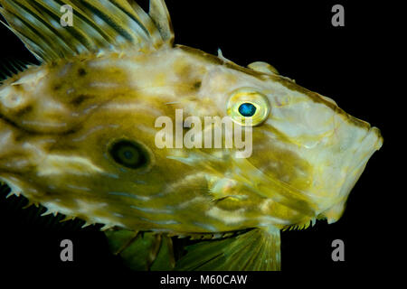 John Dory (Zeus Faber). Portrait unter Wasser. Kroatien Stockfoto